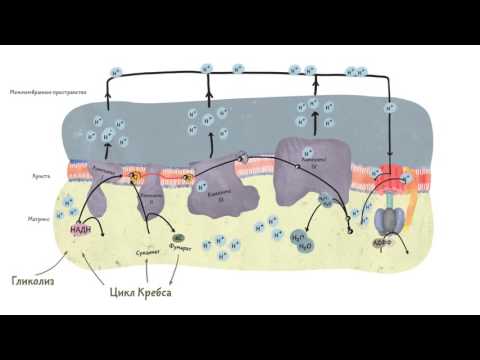 Видео: Синтез АТФ. Клеточное дыхание 2.3.