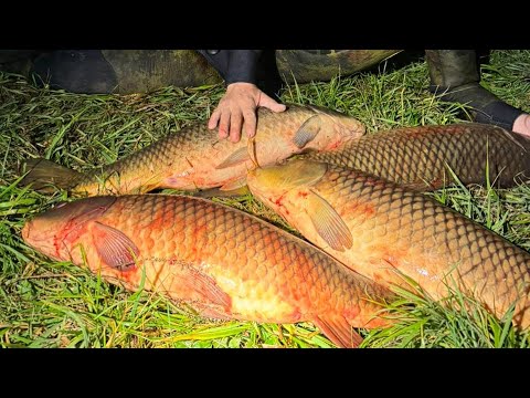 Видео: Огромные сазаны в небольшой речке #аквамены #подводная #подводнаяохота