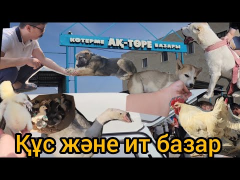 Видео: Құс. Тауық, қаз, ит базараы Қызылорда 14.05.2023