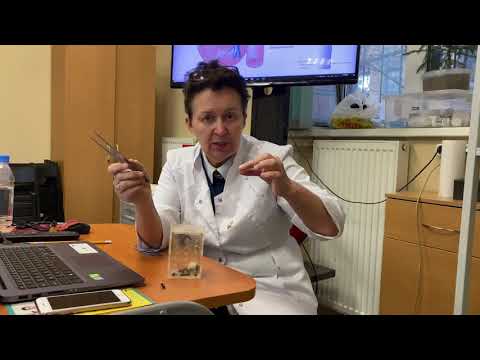 Видео: Курсы по апигирудотерапии. Когда помогает лекарство на игле пчелы.