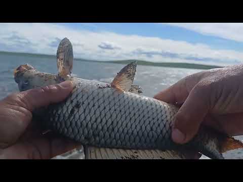Видео: Шторм на озере (Часть 2). Сазаны-монстры воруют удочки!