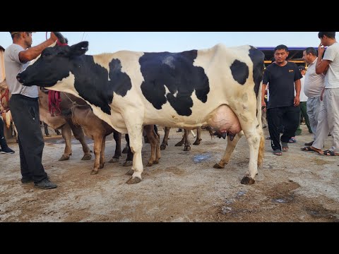 Видео: АНДИЖОН ХУЖАОБОД МОЛ БОЗОРИДА НАРХ НОВО ОШИШТИ БОШЛАДИ БУГУНДАН ДУСЛАР 