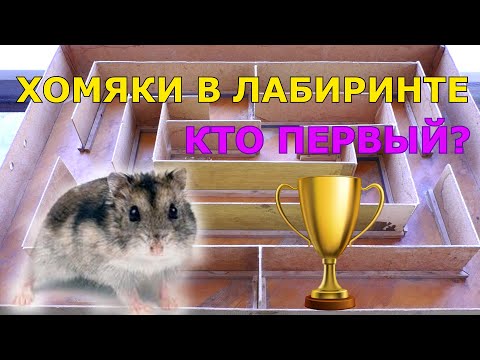 Видео: Хомяки в лабиринте | Лабиринт для джунгарского хомяка