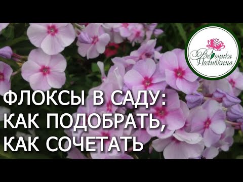 Видео: ФЛОКСЫ ДЛЯ САДА - КАКИЕ ВЫБРАТЬ, КАК СОЧЕТАТЬ МЕЖДУ СОБОЙ