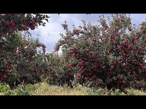 Видео: Алма бактарды кантип карайт?