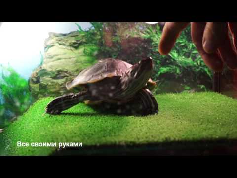 Видео: Поговорим о лампах для красноухих черепах! ОЧЕНЬ ВАЖНАЯ ИНФОРМАЦИЯ!