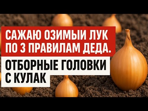 Видео: Сажаю озимый лук по 3 правилам деда: головки с кулак, ни одной стрелки. Как и когда сажать лук