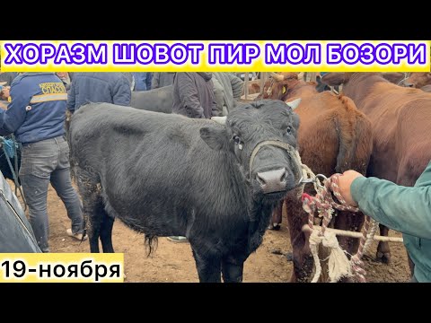 Видео: ХОРАЗМ ШОВОТ ПИР МОЛ БОЗОРИ ЁШ ХЎКИЗЛАР  НАРХЛАРИ УЗГАРДИ 19-ноября 2025 г.