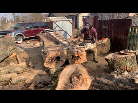 Видео: Редкий каповый дуб /Восторг и разочарование