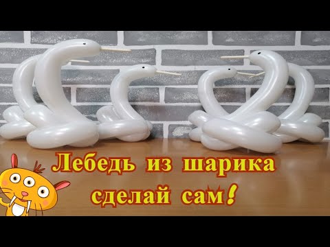 Видео: Лебедь из шарика. Как сделать лебедя из шдм.