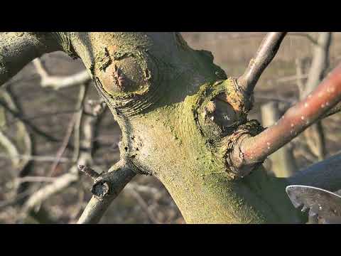 Видео: Результат перещеплення окуліровкою дорослого дерева. Робимо дерево-сад. Обрізка та формування крони