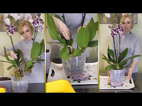 Видео: ЦВЕТУЩИЕ в ПЕРЕСАДКУ?... КРАСИВЕЙШИЙ итог! Очень ИНТЕРЕСНО было работать!