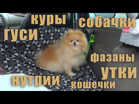 Видео: Кропоткин - кролики, гуси, куры, нутрии и другие животные. Птичий рынок. [26.01.2025]