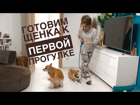 Видео: ПРИУЧАЕМ ЩЕНКА К ПОВОДКУ / скоро предстоит первая прогулка 🐾