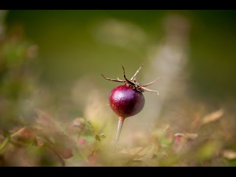 Видео: Александр Щербина - Когда ты устанешь меня не любить