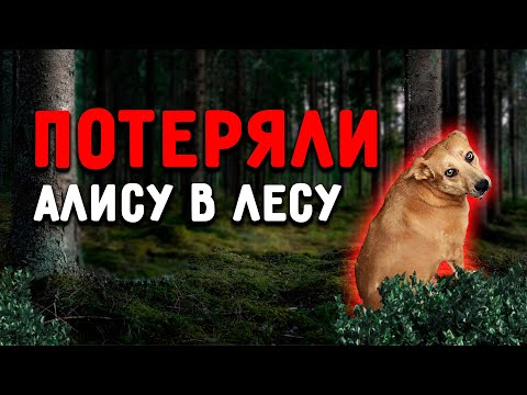 Видео: Алиса потерялась в лесу. Сдаем Тишке заключительно кровь на ИФА. Крики собак ежедневно.