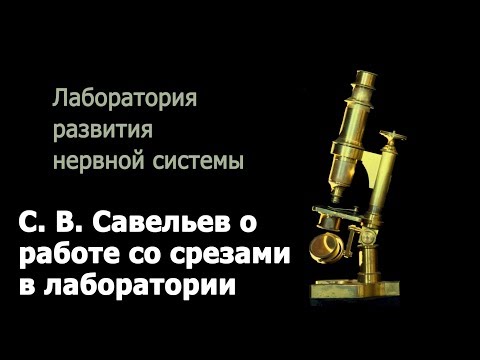 Видео: С. В. Савельев о работе со срезами в лаборатории