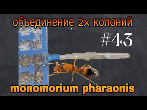 Видео: Объединение колоний фараонов возможно? Monomorium pharaonis