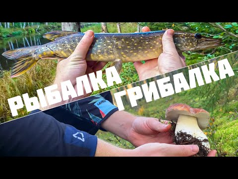 Видео: Рыбалка / Грибалка