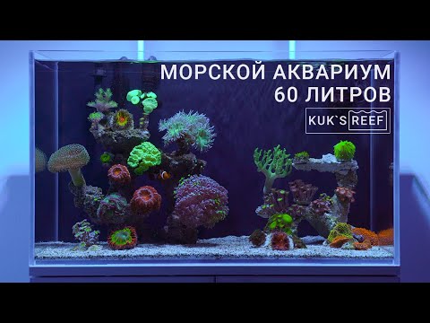 Видео: Морской аквариум 60л | Reef tank 60l