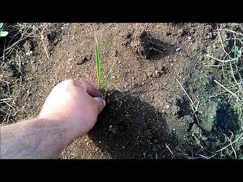 Видео: Пары без использования химии. Часть вторая. Весна.