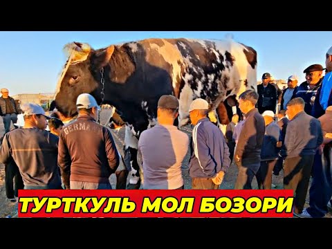 Видео: 15 сентября 2024 г. ТУРТКУЛЬ МОЛ БОЗОР НАРХЛАРИ