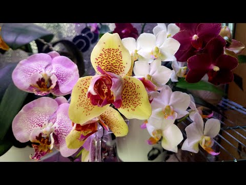 Видео: Цветение моей коллекции фаленопсисов 04/20. Орхидеи из Азии от Мики, Яфона, НСК и Миту.