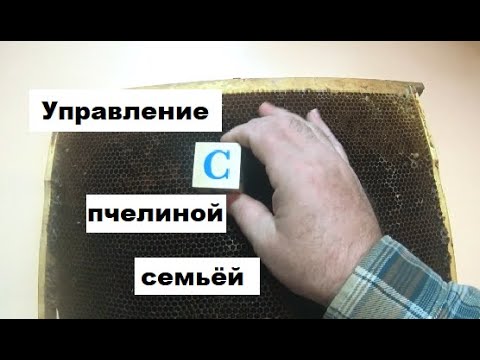 Видео: Системы управления пчелиной семьёй