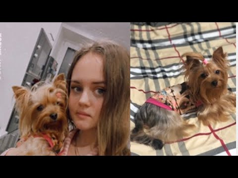 Видео: VLOG:НАШ ДЕНЬ l МОИ ПЛАНЫ НА БЛОГИНГ l ПРОГУЛКА С ЙОРКАМИ l УЮТНЫЕ РАЗГОВОРЫ