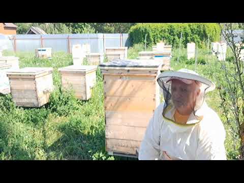 Видео: Когда и как менять гнездовые рамки для пчёл