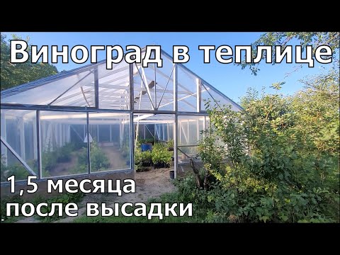 Видео: Выращивание винограда в теплице, 1 год жизни. Результат хорошей посадки