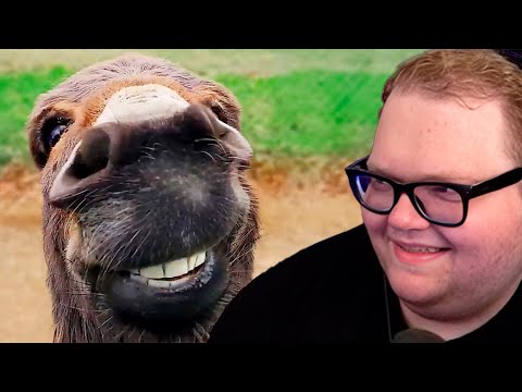 Видео: Т2х2 СМОТРИТ: Самые смешные видео с животными (часть 2)