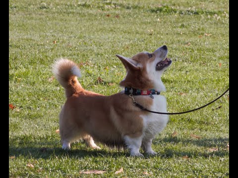 Видео: Толкова много КОРГИТА :)