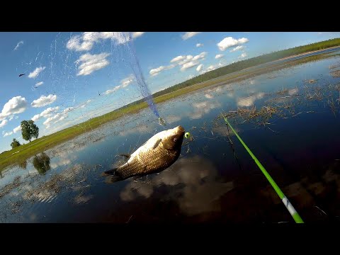 Видео: Самая уловистая снасть!!Сеть с кормушкой!Для ловли ленивых карасей!