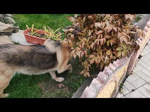 Видео: 5 НОЯБРЯ 2025 ГОДА