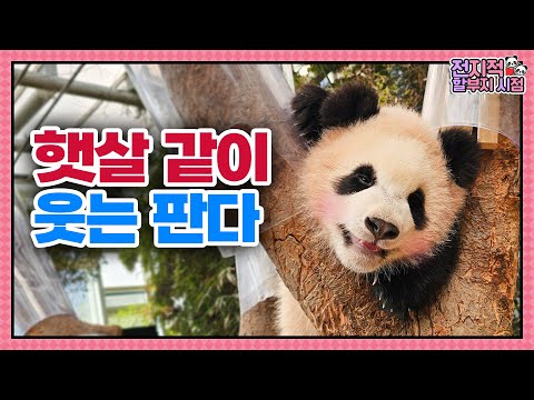 Видео: (SUB) Малыш панды улыбается, как солнышко🐼│Мир панд