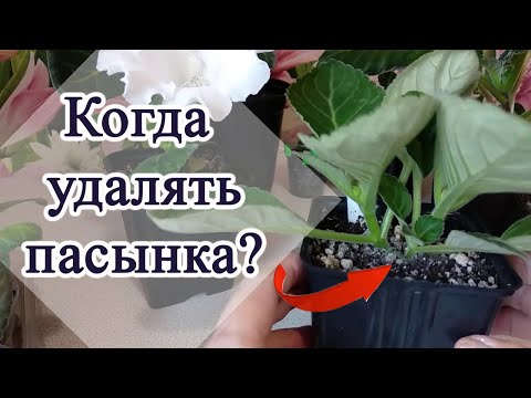 Видео: Глоксиния размножение листом.  Когда удалять пасынки