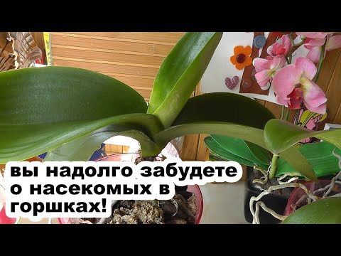 Видео: Актара для обработки орхидей от вредителей. Чем лучше других препаратов? Как отличить подделку?