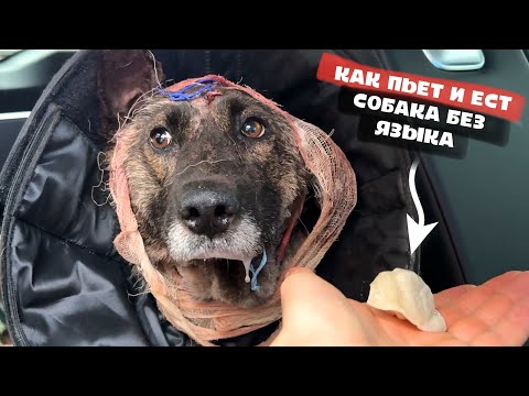 Видео: Собака без языка! Как ест и пьет? Что с ней будет дальше...