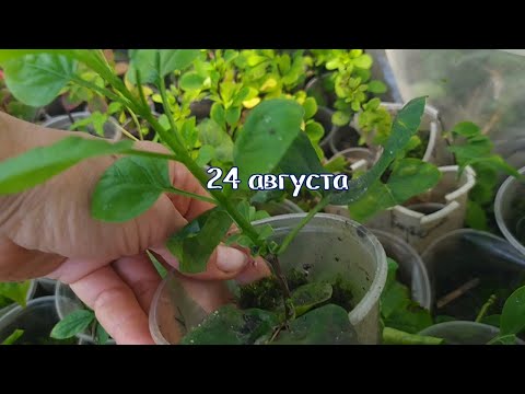 Видео: Черенкование СИРЕНИ: секреты+результат