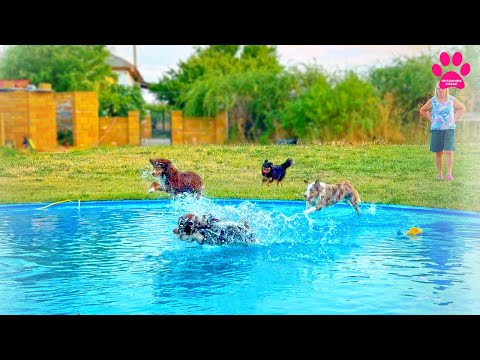 Видео: Самые удобные собаки! МАСы или Мини-Аусси.