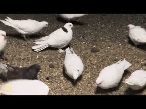 Видео: Как сохранить голубей