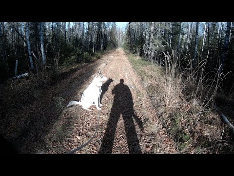 Видео: Поохотились на рябчика.  Забрали донора.