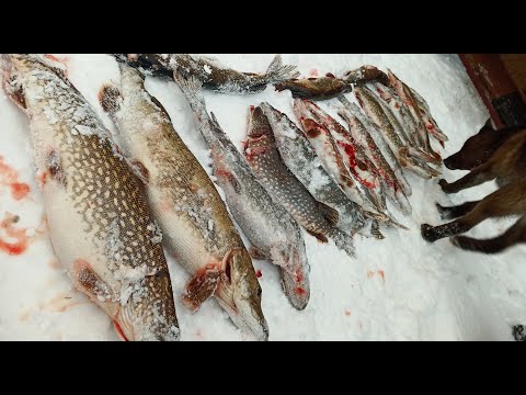 Видео: На Рыбинском море - море щуки! Адский клев!!!