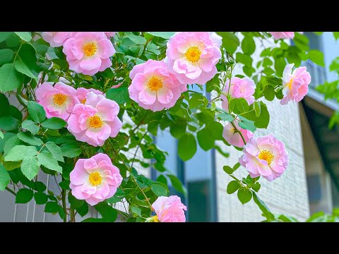 Видео: Музыка для сердца 🌸 Исцеляющая музыка для тела, разума и духа, преодоление стресса