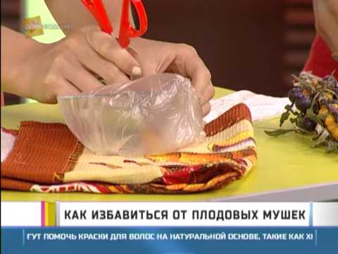 Видео: Как избавиться от плодовых мушек?