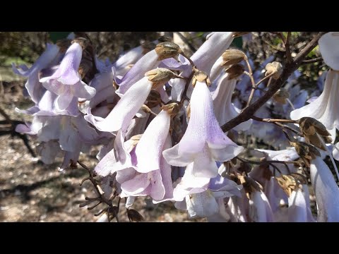 Видео: Павловния как медонос.Как цветёт павловния в Испании.Апельсин и павловния сравнение медоносов