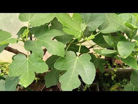 Видео: Какие сорта инжира подходят для комнатного выращивания