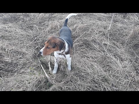 Видео: #19 НАТАСКА ГОНЧЕЙ!