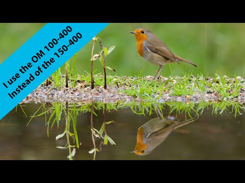 Видео: Почему я выбрал OM 100-400, а не 150-400 мм, чтобы фотографировать птиц у водопоя.